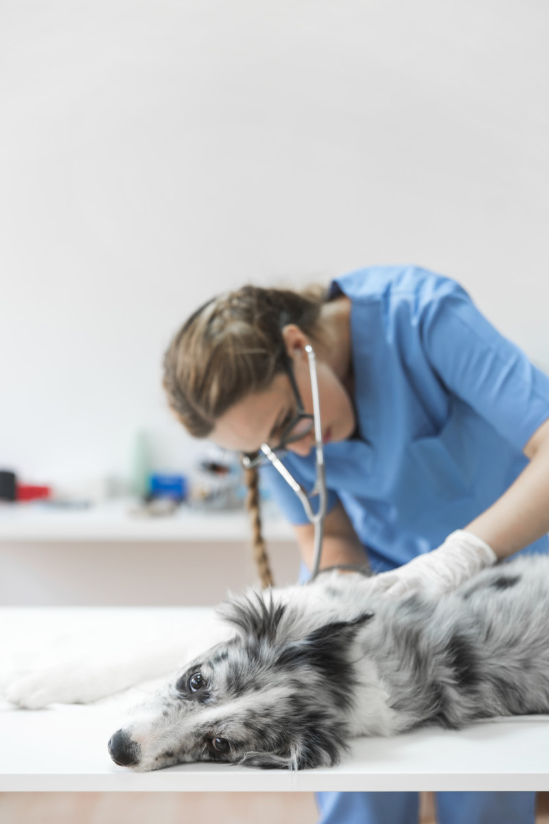 Veterinarnyj-vrach-Belorechensk